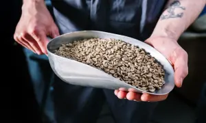 Hände halten eine Schaufel mit grünen Kaffeebohnen. Entkoffeinierter Kaffee gesund und lecker, ein Genuss für jeden Tag.