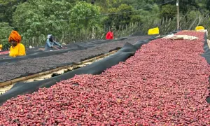 Kaffeekirschen trocknen auf Matten, ein Prozess, der für das Kaffee fermentieren wichtig ist. Menschen sortieren die roten Früchte.