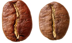 Zwei geröstete Kaffeebohnen, die verschiedene Arten von Kaffeebohnen repräsentieren, mit detaillierter Textur und Spalt.
