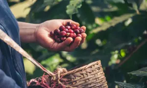 Eine Hand hält frisch gepflückte, rote Kaffeekirschen. Daneben steht ein geflochtener Korb, bereit für die Kaffee Ernte.