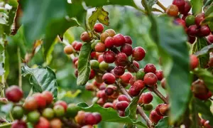 Kaffeekirschen reifen an einem Strauch. Hier beginnt die Reise, woher kommt Kaffee.
