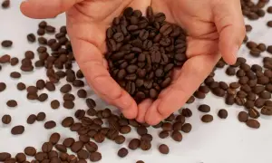 Hände halten geröstete Kaffeebohnen. Welcher Kaffee eignet sich am besten für die French Press?