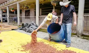Kaffeebohnen werden auf einer gelben Plane ausgebreitet, um den Prozess des **kaffee fermentiert** zu beginnen.