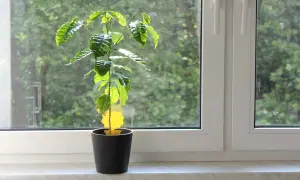 Kaffeepflanze im Topf auf Fensterbank, idealer Standort für Wachstum.