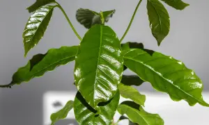 Junge planta de cafe mit glänzenden, grünen Blättern. Ein neuer Trieb wächst in der Mitte.