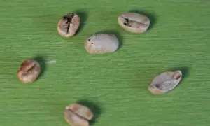 Sechs Kaffeebohnen liegen auf grünem Untergrund. Ein kleiner **Ausschuss bei Kaffeebohnen** ist erkennbar, da einige Bohnen unregelmäßig geformt sind.