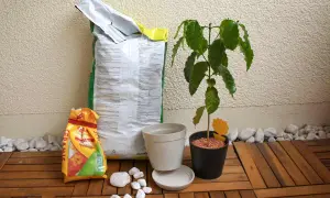 Alles für die Kaffeepflanze pflegen: Erde, Töpfe und eine junge Pflanze auf Holzdeck.