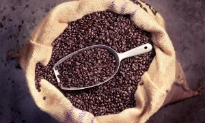 Ein Sack voller gerösteter Kaffeebohnen, mit einer Schaufel darin. Man kann Kaffeebohnen essen, aber sie sind bitter.