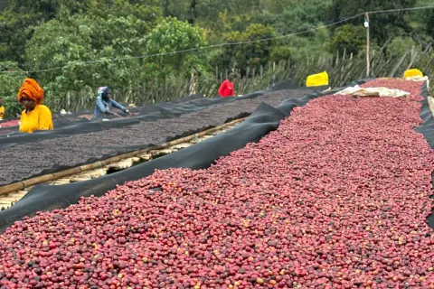 Kaffeekirschen trocknen auf Matten, ein Prozess, der für das Kaffee fermentieren wichtig ist. Menschen sortieren die roten Früchte.