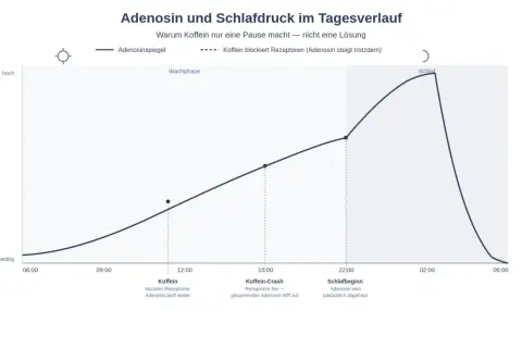 Grafik zeigt den Adenosinspiegel über den Tag. Koffein blockiert Rezeptoren, aber Adenosin steigt weiter. Die Wirkung von Koffein hält nur kurz an, bevor der "Koffein-Crash" eintritt.