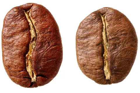 Zwei geröstete Kaffeebohnen, die verschiedene Arten von Kaffeebohnen repräsentieren, mit detaillierter Textur und Spalt.