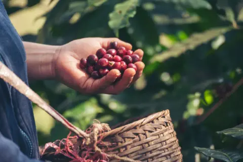 Eine Hand hält frisch gepflückte, rote Kaffeekirschen. Daneben steht ein geflochtener Korb, bereit für die Kaffee Ernte.