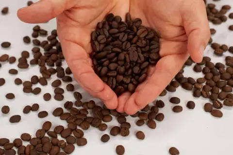 Hände halten geröstete Kaffeebohnen. Welcher Kaffee eignet sich am besten für die French Press?