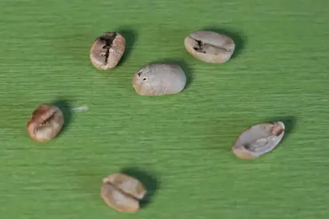 Sechs Kaffeebohnen liegen auf grünem Untergrund. Ein kleiner **Ausschuss bei Kaffeebohnen** ist erkennbar, da einige Bohnen unregelmäßig geformt sind.