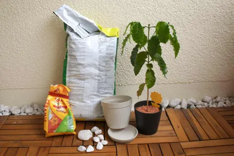 Alles für die Kaffeepflanze pflegen: Erde, Töpfe und eine junge Pflanze auf Holzdeck.