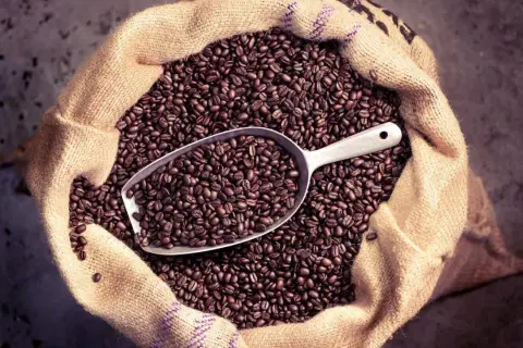 Ein Sack voller gerösteter Kaffeebohnen, mit einer Schaufel darin. Man kann Kaffeebohnen essen, aber sie sind bitter.