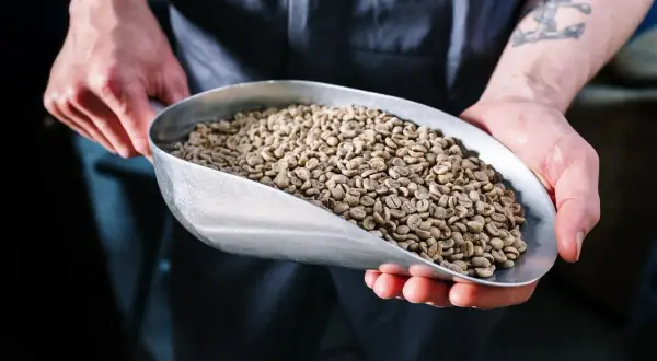 Hände halten eine Schaufel mit grünen Kaffeebohnen. Entkoffeinierter Kaffee gesund und lecker, ein Genuss für jeden Tag.