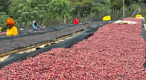 Kaffeekirschen trocknen auf Matten, ein Prozess, der für das Kaffee fermentieren wichtig ist. Menschen sortieren die roten Früchte.
