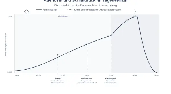 Grafik zeigt den Adenosinspiegel über den Tag. Koffein blockiert Rezeptoren, aber Adenosin steigt weiter. Die Wirkung von Koffein hält nur kurz an, bevor der "Koffein-Crash" eintritt.