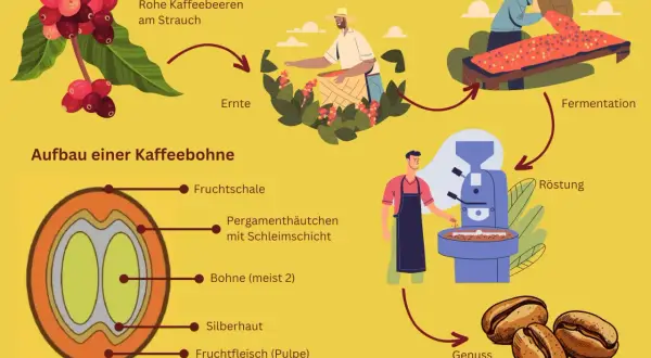 Der Prozess der Kaffee Herstellung: von der Ernte roher Kaffeebeeren am Strauch über Fermentation und Röstung bis zum Genuss. Detailansicht einer Kaffeebohne.
