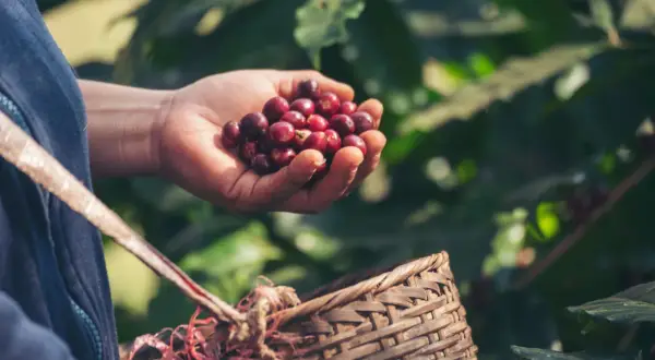 Eine Hand hält frisch gepflückte, rote Kaffeekirschen. Daneben steht ein geflochtener Korb, bereit für die Kaffee Ernte.