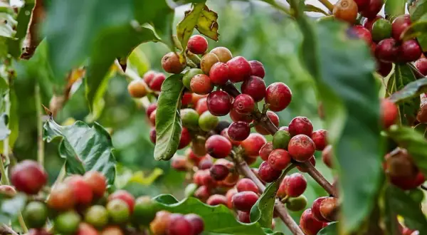 Kaffeekirschen reifen an einem Strauch. Hier beginnt die Reise, woher kommt Kaffee.