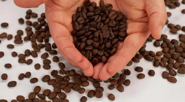 Hände halten geröstete Kaffeebohnen. Welcher Kaffee eignet sich am besten für die French Press?