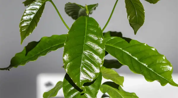 Junge planta de cafe mit glänzenden, grünen Blättern. Ein neuer Trieb wächst in der Mitte.