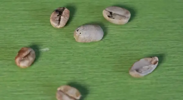 Sechs Kaffeebohnen liegen auf grünem Untergrund. Ein kleiner **Ausschuss bei Kaffeebohnen** ist erkennbar, da einige Bohnen unregelmäßig geformt sind.