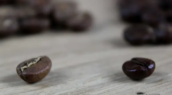 Zwei Kaffeebohnen auf Holz: eine hell geröstete, die andere dunkel. Der blonde roast ist perfekt für einen leichten Kaffee.
