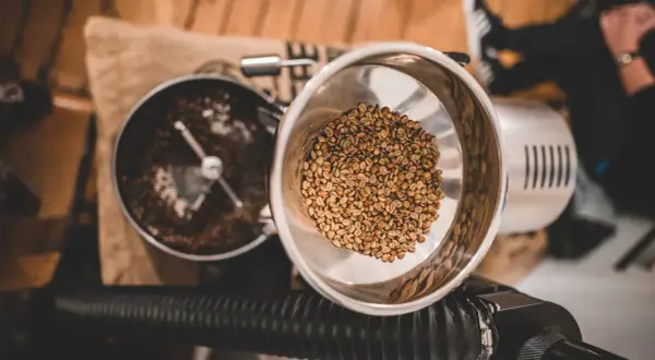 Rösttrommel mit grünen Kaffeebohnen und gerösteten Bohnen. Der Prozess der Kaffee Aufbereitung beginnt.