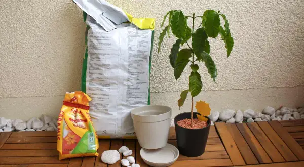 Alles für die Kaffeepflanze pflegen: Erde, Töpfe und eine junge Pflanze auf Holzdeck.