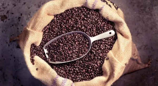Ein Sack voller gerösteter Kaffeebohnen, mit einer Schaufel darin. Man kann Kaffeebohnen essen, aber sie sind bitter.