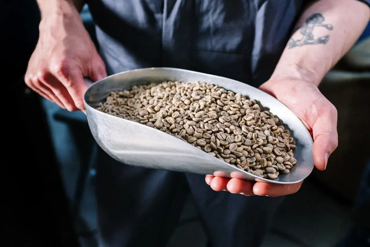 Hände halten eine Schaufel mit grünen Kaffeebohnen. Entkoffeinierter Kaffee gesund und lecker, ein Genuss für jeden Tag.