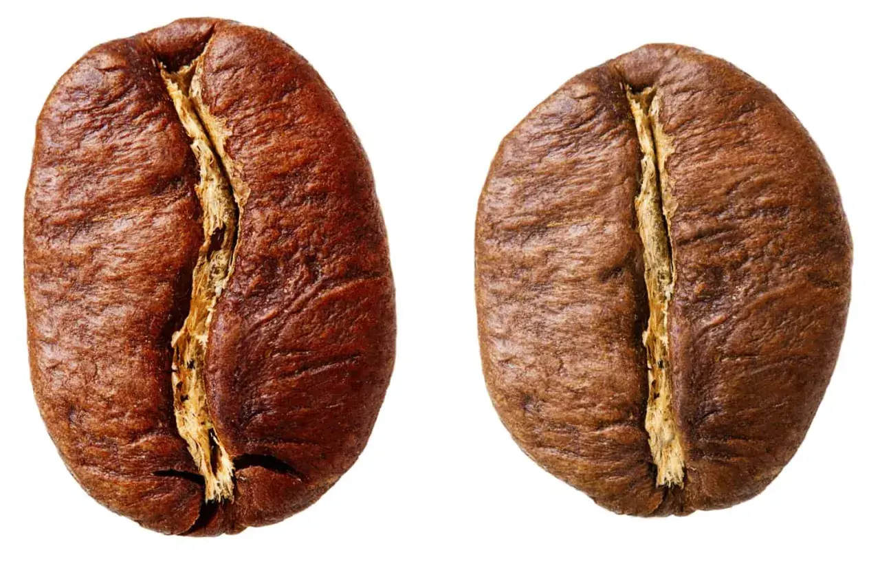 Zwei geröstete Kaffeebohnen, die verschiedene Arten von Kaffeebohnen repräsentieren, mit detaillierter Textur und Spalt.