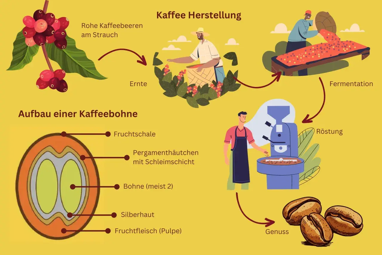 Der Prozess der Kaffee Herstellung: von der Ernte roher Kaffeebeeren am Strauch über Fermentation und Röstung bis zum Genuss. Detailansicht einer Kaffeebohne.