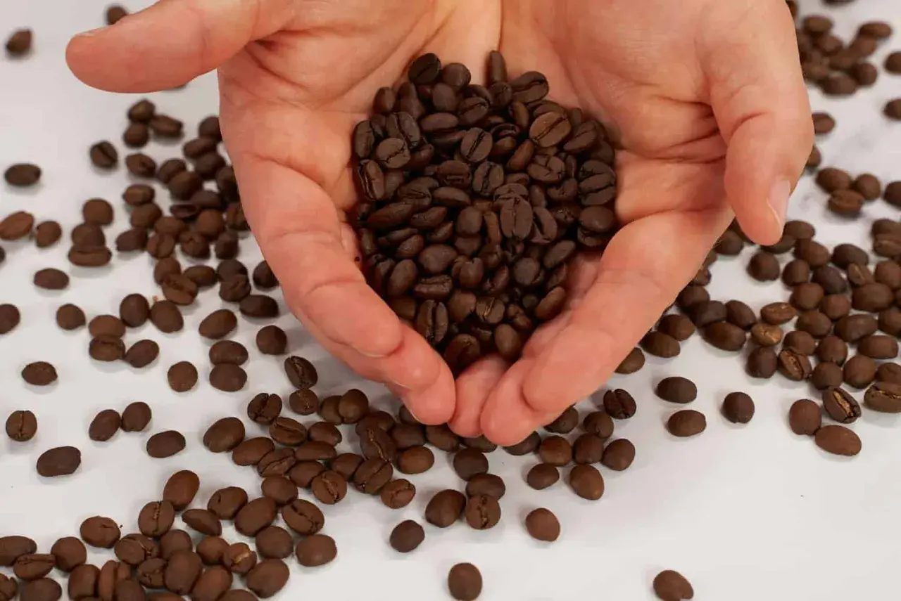 Hände halten geröstete Kaffeebohnen. Welcher Kaffee eignet sich am besten für die French Press?