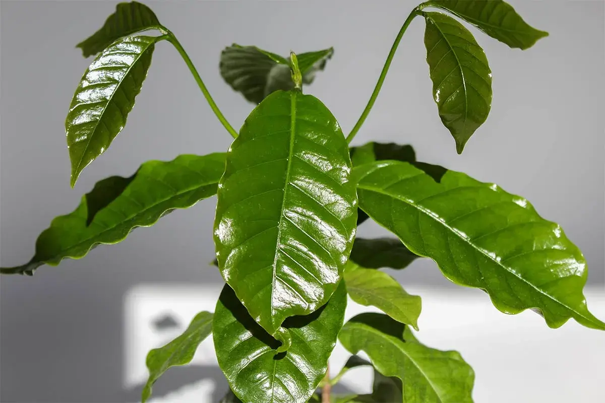 Junge planta de cafe mit glänzenden, grünen Blättern. Ein neuer Trieb wächst in der Mitte.