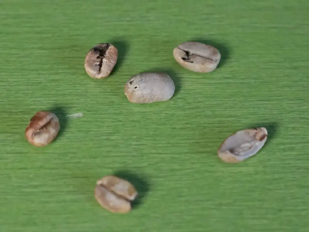 Sechs Kaffeebohnen liegen auf grünem Untergrund. Ein kleiner **Ausschuss bei Kaffeebohnen** ist erkennbar, da einige Bohnen unregelmäßig geformt sind.