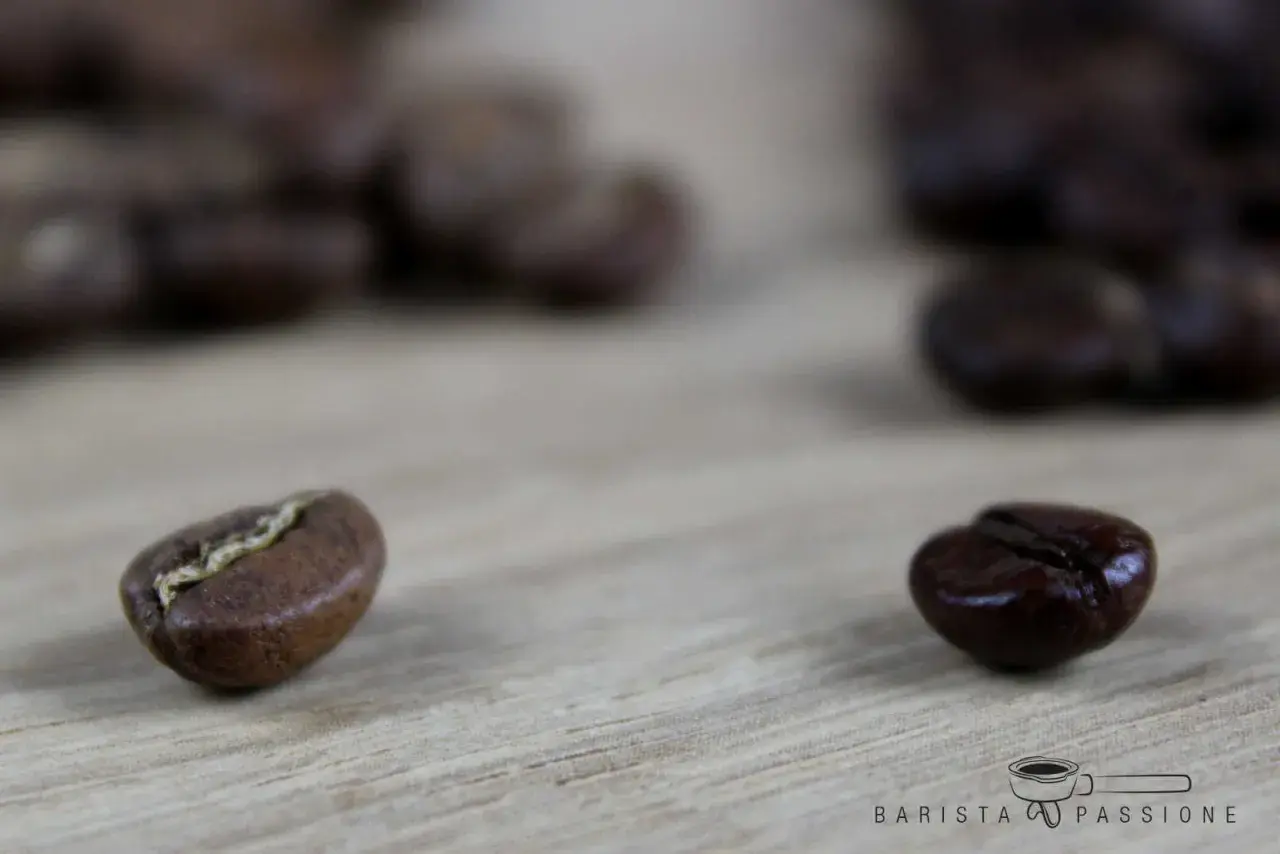 Zwei Kaffeebohnen auf Holz: eine hell geröstete, die andere dunkel. Der blonde roast ist perfekt für einen leichten Kaffee.