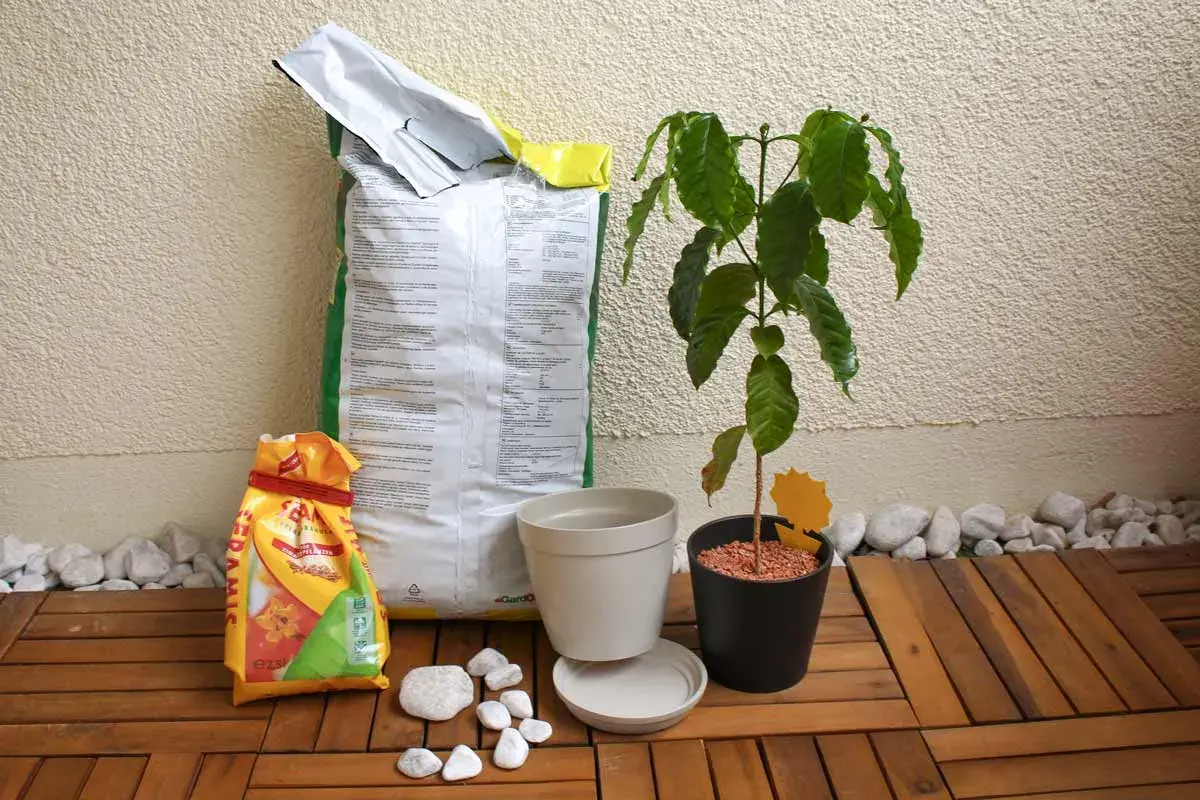 Alles für die Kaffeepflanze pflegen: Erde, Töpfe und eine junge Pflanze auf Holzdeck.