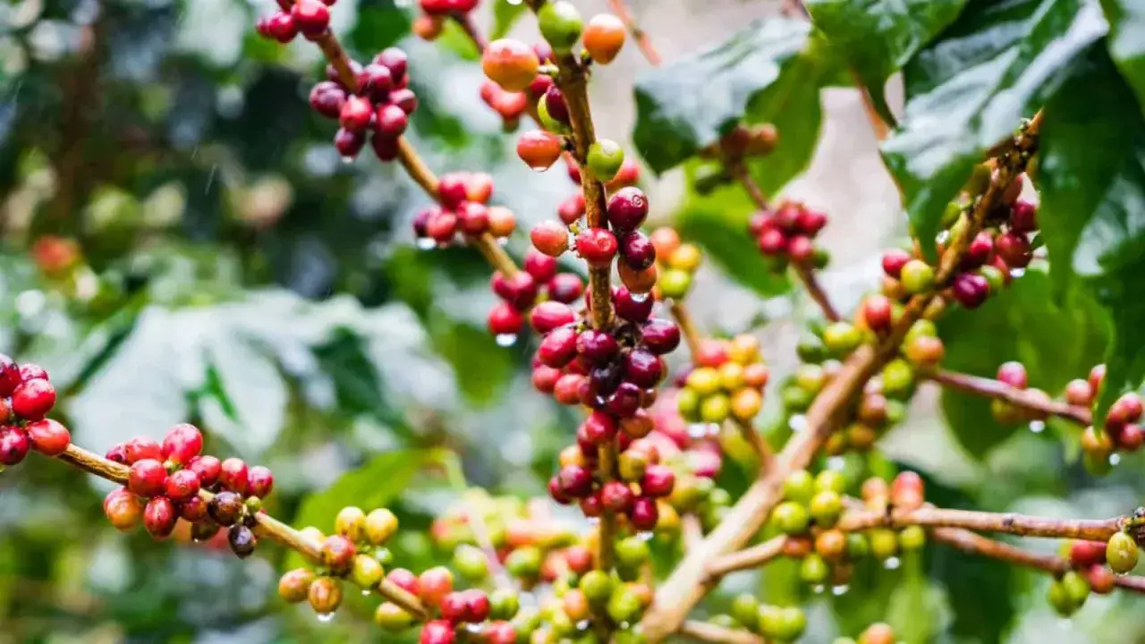 Reife und unreife Kaffeekirschen an einer planta de cafe im Regen. Tropfen glänzen auf den roten und grünen Beeren.
