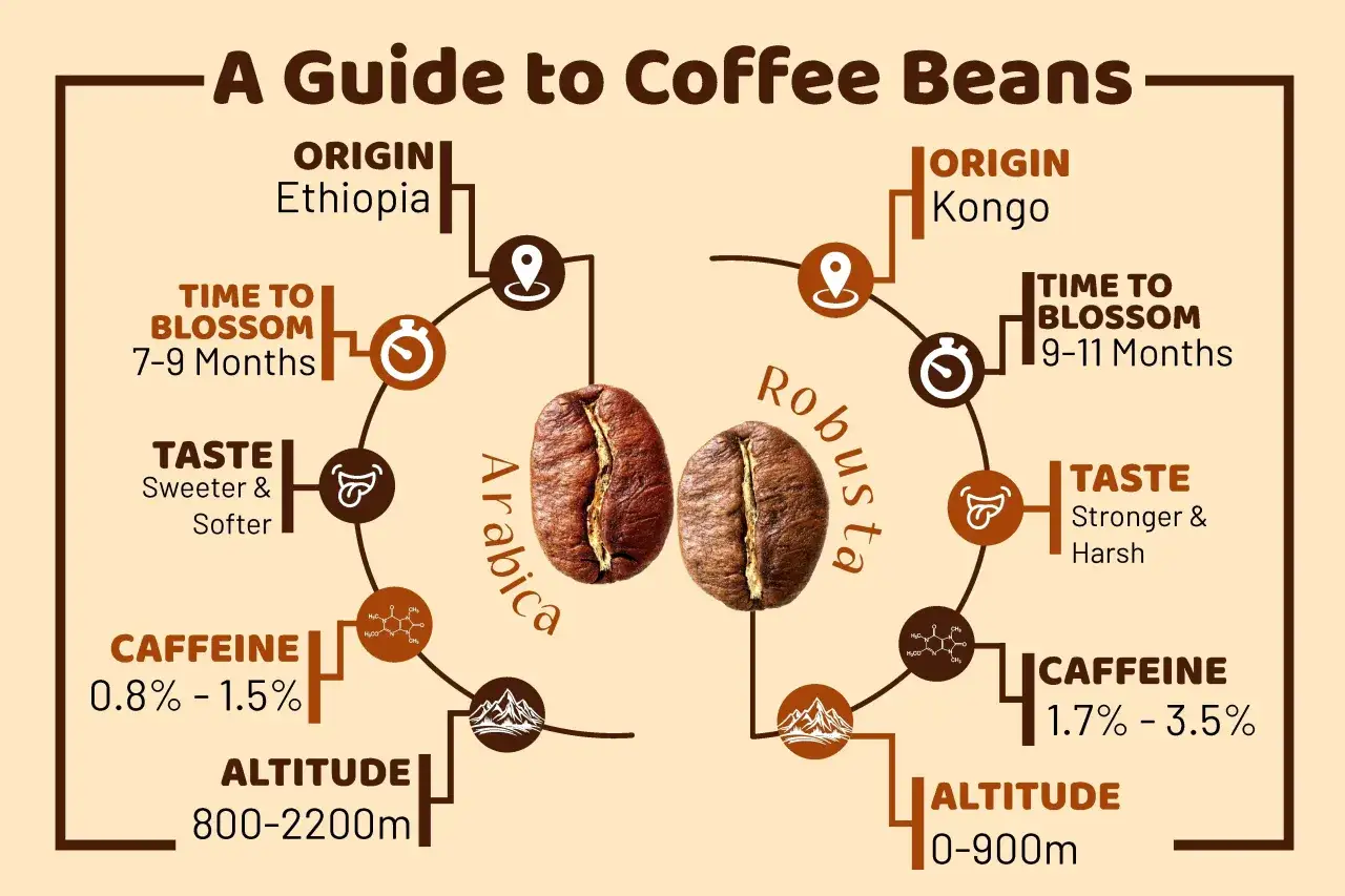 Vergleich von Arabica- und Robusta-Kaffeebohnen: Herkunft, Bl&uuml;tezeit, Geschmack, Koffein und Anbauh&ouml;he.