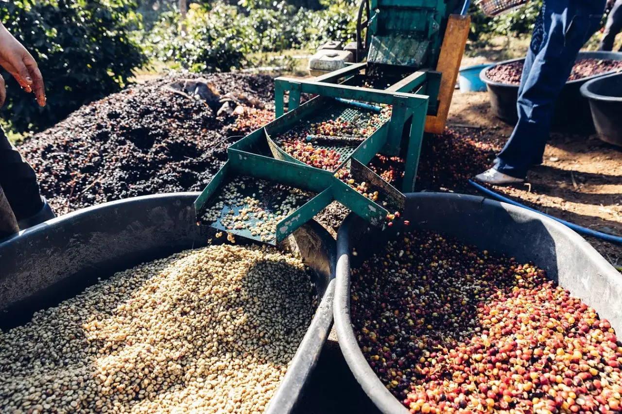 Kaffeeernte: Bohnen werden sortiert und in Behälter gefüllt. Die rote und gelbe Kaffeeernte wird maschinell getrennt.