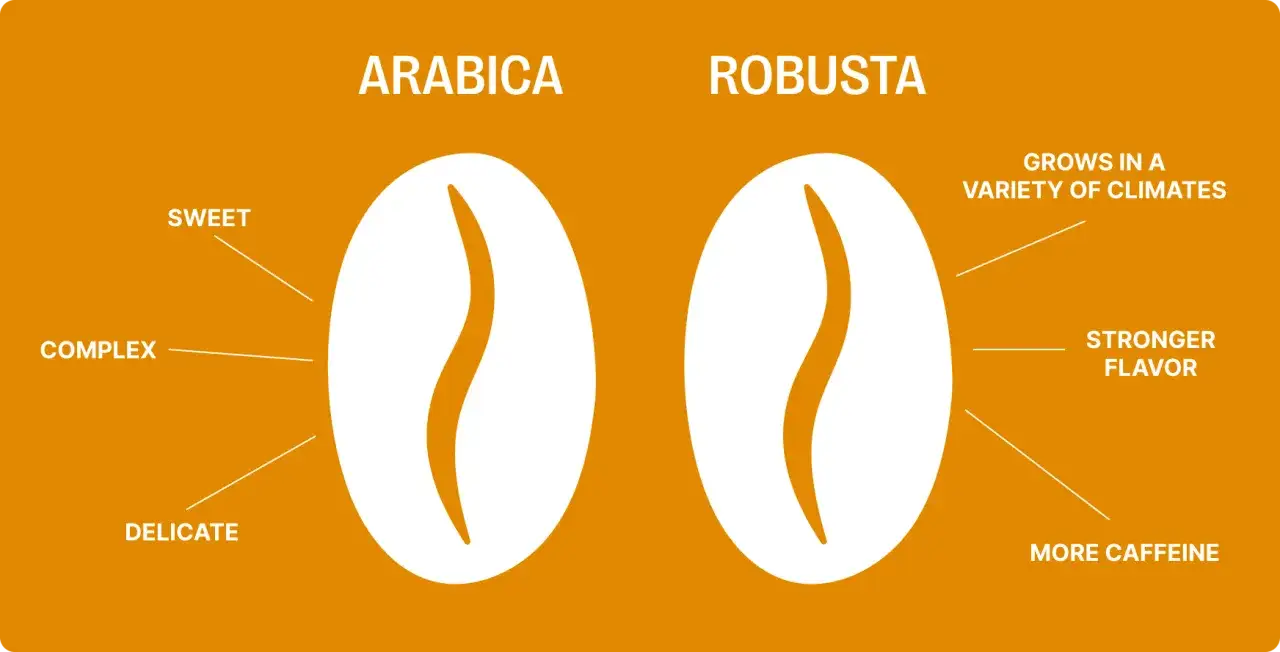 Vergleich von Arabica- und Robusta-Kaffee: Arabica ist s&uuml;&szlig;, komplex und zart. Robusta w&auml;chst in verschiedenen Klimazonen, hat einen st&auml;rkeren Geschmack und mehr Koffein.