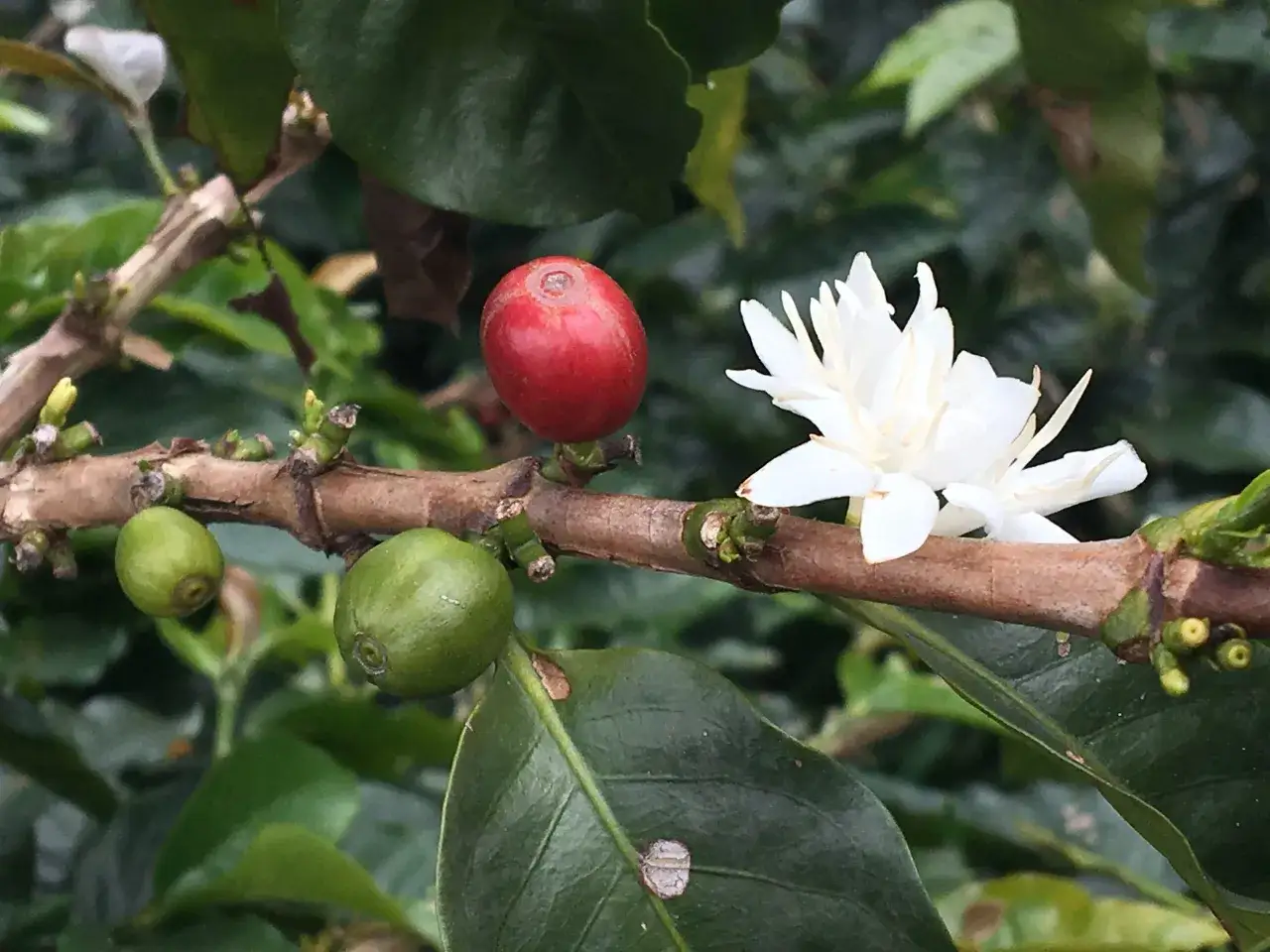 Eine Kaffeepflanze pflegen: Grüne und rote Kaffeekirschen reifen neben einer weißen Blüte an einem Ast.