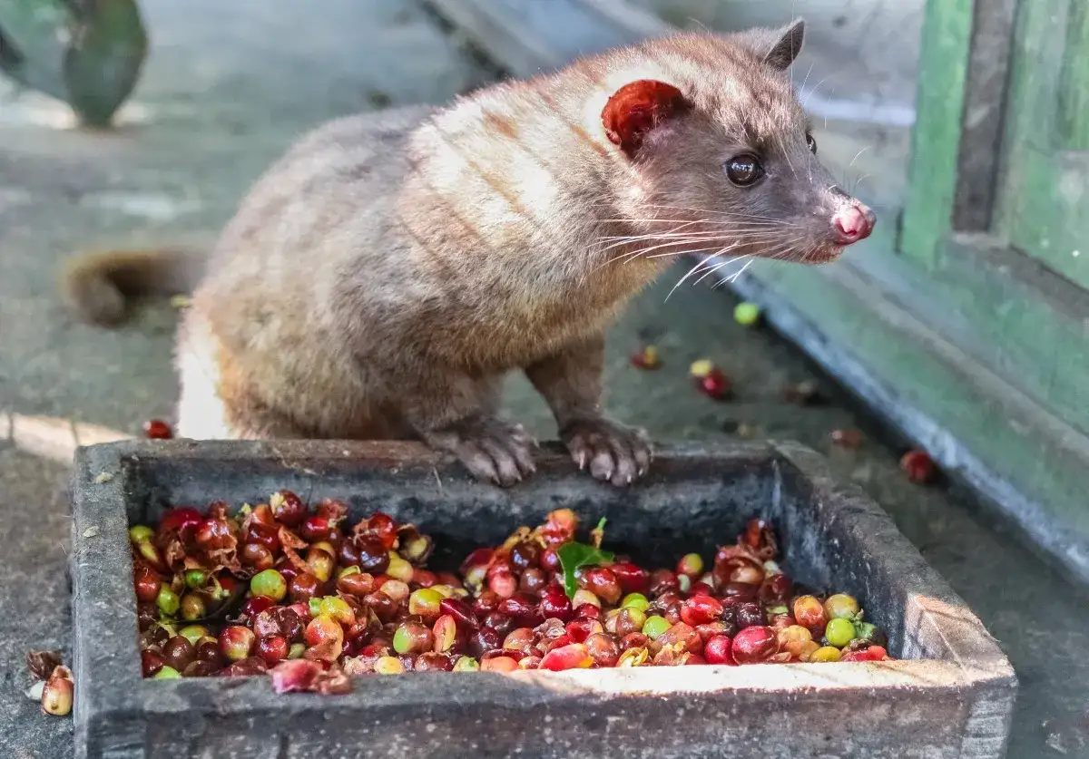 Ein Zibet (Katzenb&auml;r) frisst Kaffeekirschen, die sp&auml;ter zu Kaffee von Tieren ausgeschieden werden.