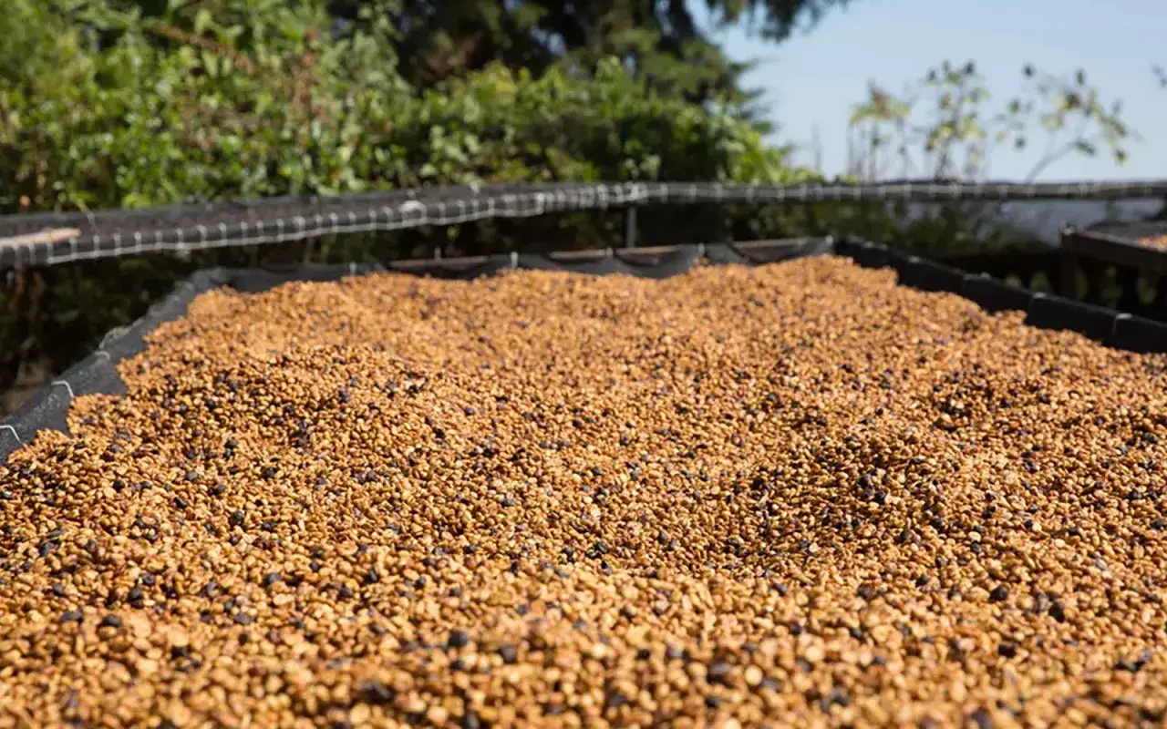 Kaffeebohnen trocknen auf einem Sonnendeck. Der honey process coffee entwickelt hier seinen süßen Geschmack.
