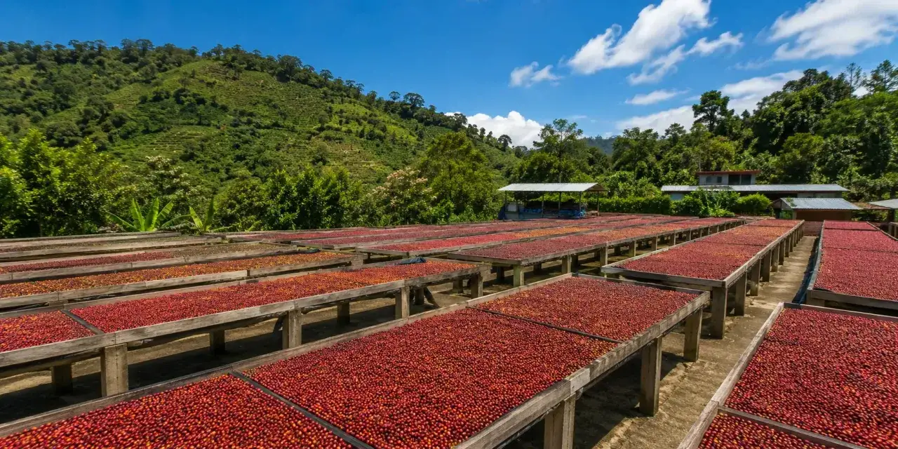 Reife Kaffeekirschen trocknen auf langen Tischen, ein Schritt im Prozess, um den perfekten Kaffee zu fermentieren.