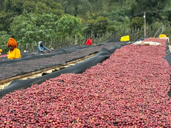 Kaffeekirschen trocknen auf Matten, ein Prozess, der für das Kaffee fermentieren wichtig ist. Menschen sortieren die roten Früchte.